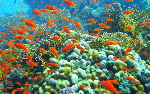 Snorkeling Key West