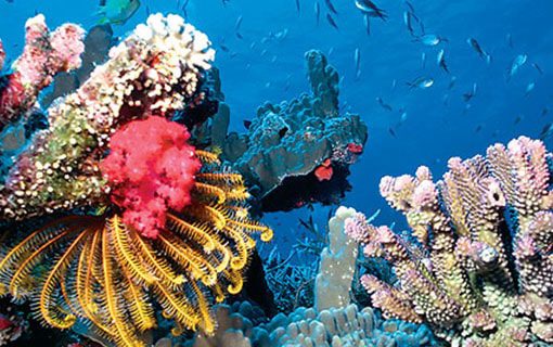 Snorkeling Key West