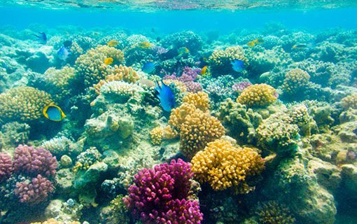 Snorkeling Key West