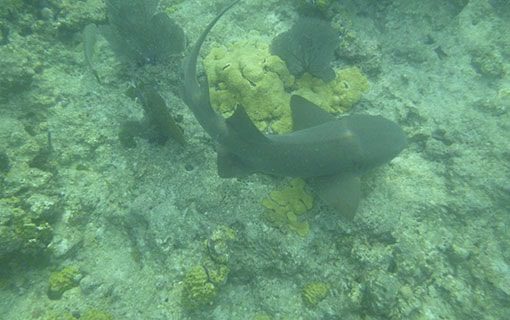 Snorkeling Key West