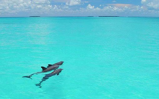 Snorkeling Key West