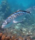 Snorkeling Key West