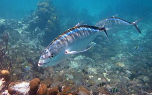 Snorkeling Key West