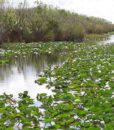 tours-everglades-miami