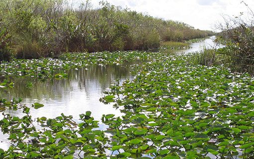 tours-everglades-miami