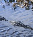 tours-everglades-miami