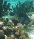 Key West Glass Bottom Boat