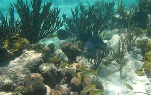 Key West Glass Bottom Boat