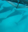 Key West Glass Bottom Boat