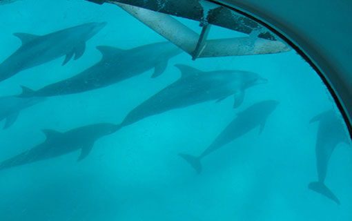 Key West Glass Bottom Boat